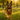 Acepromazine vs Trazodone for Dogs: Why Vets Are Making the Switch - PetScript